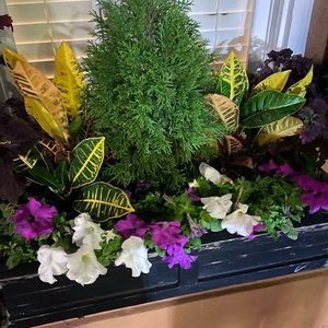 Meet your Posher, Elise